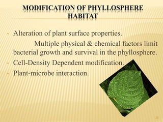 MODIFICATION OF PHYLLOSPHERE
HABITAT
• Alteration of plant surface properties.
Multiple physical & chemical factors limit
bacterial growth and survival in the phyllosphere.
• Cell-Density Dependent modification.
• Plant-microbe interaction.
20
 