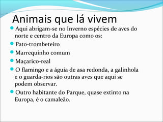 Animais que lá vivem
Aqui abrigam-se no Inverno espécies de aves do
norte e centro da Europa como os:
Pato-trombeteiro
Marrequinho comum
Maçarico-real
O flamingo e a águia de asa redonda, a galinhola
e o guarda-rios são outras aves que aqui se
podem observar.
Outro habitante do Parque, quase extinto na
Europa, é o camaleão.
 