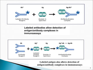 Labeled antibodies allow detection of antigen/antibody complexes in immunoassays Labeled antigen also allows detection of  antigen/antibody complexes in immunoassays 
