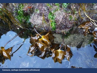 Canouco, cachopo (Laminaria ochroleuca)
 