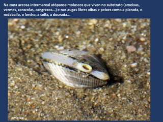 Na zona areosa intermareal atópanse moluscos que viven no substrato (ameixas,
vermes, caracolas, cangrexos...) e nas augas libres xibas e peixes como a piarada, o
rodaballo, o lorcho, a solla, a dourada...
ameixa
 