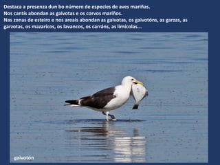 Destaca a presenza dun bo número de especies de aves mariñas.
Nos cantís abondan as gaivotas e os corvos mariños.
Nas zonas de esteiro e nos areais abondan as gaivotas, os gaivotóns, as garzas, as
garzotas, os mazaricos, os lavancos, os carráns, as limícolas...
gaivotón
 