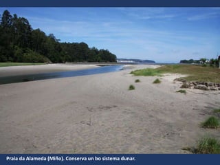 Praia da Alameda (Miño). Conserva un bo sistema dunar.
 