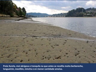 Praia Xurela, moi abrigosa e tranquila na que antes se recollía moito berberecho,
longueirón, mexillón, mincha e en menor cantidade ameixa.
 
