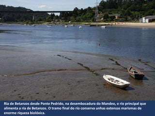 Ría de Betanzos desde Ponte Pedrido, na desembocadura do Mandeo, o río principal que
alimenta a ría de Betanzos. O tramo final do río conserva unhas extensas marismas de
enorme riqueza biolóxica.
 