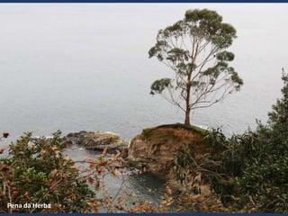 Pena da Herba
 