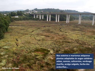 Esteiro do río Baxoi
Nos esteiros e marismas atópanse
plantas adaptadas ás augas salobres:
sebas, xuncos, salicornias, verdoaga
mariña, acelga salgada, herba das
anduriñas...
 