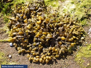 Bocho (Fucus vesiculosus)
 