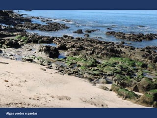 Algas verdes e pardas
 