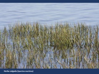 Herba salgada (Spartina maritima)
 