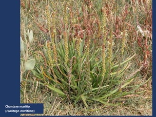 Chantaxe mariño
(Plantago maritima)
 