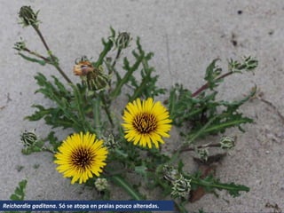Reichardia gaditana. Só se atopa en praias pouco alteradas.
 