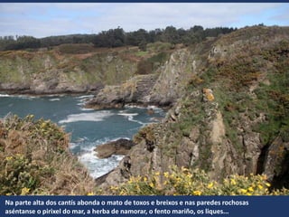 Na parte alta dos cantís abonda o mato de toxos e breixos e nas paredes rochosas
aséntanse o pirixel do mar, a herba de namorar, o fento mariño, os liques...
 