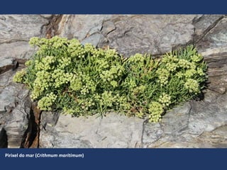 Pirixel do mar (Crithmum maritimum)
 