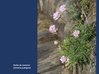 Herba de namorar
(Armeria pubigera)
 