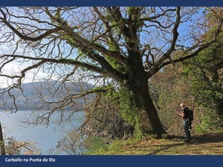 Carballo na Punta da Illa
 