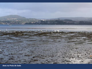 Aves na Praia de Sada
 