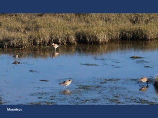 Mazaricos
 