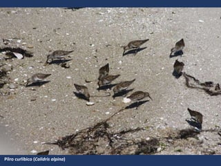 Pilro curlibico (Calidris alpina)
 