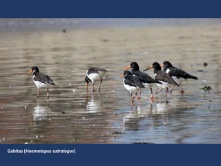 Gabitas (Haematopus ostralegus)
 