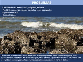 -Construcións na liña de costa, dragados, recheos
-Presión humana nos espazos naturais e sobre as especies
-Especies invasoras
-Contaminación
Ostra rizada, ostra xaponesa, ostra do Pacífico, ostra portuguesa ou ostión (Cassostrea gigas), unha
especie de ostra procedente dos mares de Xapón, China e Corea, e que debido á súa boa adaptación e ao
seu rápido crecemento, converteuse nunha especie invasora das rías do norte de Galiza.
PROBLEMAS
 