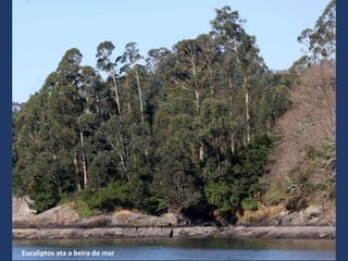 Eucaliptos ata a beira do mar
 