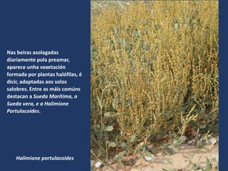 Halimione portulacoides
Nas beiras asolagadas
diariamente pola preamar,
aparece unha vexetación
formada por plantas halófilas, é
dicir, adaptadas aos solos
salobres. Entre as máis comúns
destacan a Sueda Marítima, a
Sueda vera, e a Halimione
Portulacoides.
 