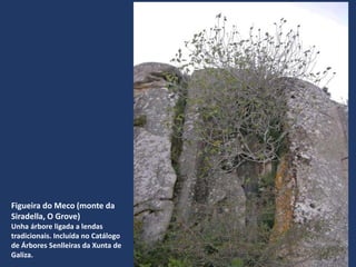 Figueira do Meco (monte da
Siradella, O Grove)
Unha árbore ligada a lendas
tradicionais. Incluída no Catálogo
de Árbores Senlleiras da Xunta de
Galiza.
 
