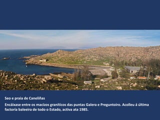 Seo e praia de Caneliñas
Encáixase entre os macizos graníticos das puntas Galera e Preguntoiro. Acolleu á última
factoría baleeira de todo o Estado, activa ata 1985.
 