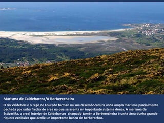 Marisma de Caldebarcos/A Berberecheira
O río Valdebois e o rego de Louredo forman na súa desembocadura unha ampla marisma parcialmente
pechada por unha frecha de area na que se asenta un importante sistema dunar. A marisma de
Estivariña, o areal interior de Caldebarcos chamado tamén a Berberecheira é unha área dunha grande
riqueza ecolóxica que acolle un importante banco de berberechos.
 