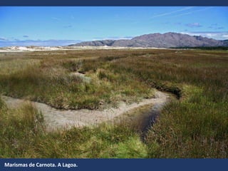 Marismas de Carnota. A Lagoa.
 