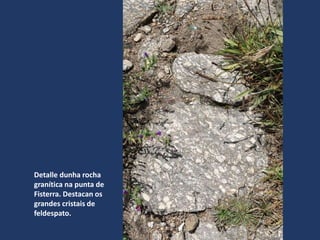 Detalle dunha rocha
granítica na punta de
Fisterra. Destacan os
grandes cristais de
feldespato.
 