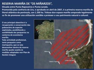 O seu principal obxectivo é a
recuperación e conservación das
poboacións de especies
explotadas, posibilitando a
sostibilidade das pesquerías na
contorna do ecosistema
mariño.
Toda actividade profesional,
tanto pesqueira coma
marisqueira, que se vaia
desenvolver dentro da reserva
mariña queda suxeita ás
medidas adoptadas nun Plan de
Xestión Integral.
RESERVA MARIÑA DE “OS MIÑARZOS”,
Situada entre Punta Raposeiros e Punta Larada.
Promovida pola confraría de Lira, e aprobada en abril de 2007, é a primeira reserva mariña do
litoral atlántico da península, con 1.200 ha. Trátase dun espazo mariño amparado legalmente
co fin de promover una utilización sostible e protexer o seu patrimonio natural e cultural.
 