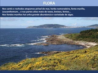 FLORA
Nos cantís e rochedos atopamos pirixel do mar, herba namoradeira, fento mariño,
Leucanthemum... e nas partes altas mato de toxos, breixos, fentos...
Nos fondos mariños hai unha grande abundancia e variedade de algas.
 