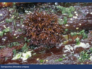 Carrapuchos (Chondrus crispus)
 