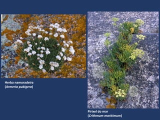 Pirixel do mar
(Crithmum maritimum)
Herba namoradeira
(Armeria pubigera)
 