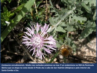 Centaurea corcubionensis. Medra nos rochedos próximos ao mar. É un endemismo no NW da Península
Ibérica que se atopa na costa desde O Pindo ata o cabo de San Hadrián (Malpica) e polo interior ata
Santa Comba e Zas.
 