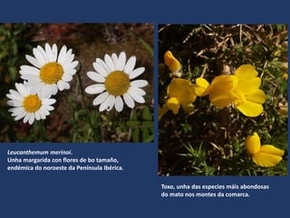 Leucanthemum merinoi.
Unha margarida con flores de bo tamaño,
endémica do noroeste da Península Ibérica.
Toxo, unha das especies máis abondosas
do mato nos montes da comarca.
 