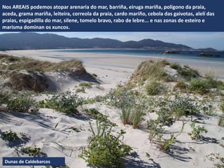 Dunas de Caldebarcos
Nos AREAIS podemos atopar arenaria do mar, barriña, eiruga mariña, poligono da praia,
aceda, grama mariña, leiteira, correola da praia, cardo mariño, cebola das gaivotas, alelí das
praias, espigadilla do mar, silene, tomelo bravo, rabo de lebre... e nas zonas de esteiro e
marisma dominan os xuncos.
 