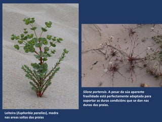 Leiteira (Euphorbia paralias), medra
nas areas soltas das praias
Silene portensis. A pesar da súa aparente
fraxilidade está perfectamente adaptada para
soportar as duras condicións que se dan nas
dunas das praias.
 