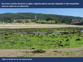 Algas no fondo da ría coa mearea baixa
Nas áreas mariñas dominan as algas e algunha planta vascular adaptada á vida mergullada
como as sebas ou as salicornias.
 