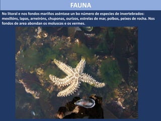 No litoral e nos fondos mariños aséntase un bo número de especies de invertebrados:
mexillóns, lapas, arneiróns, chuponas, ourizos, estrelas de mar, polbos, peixes de rocha. Nos
fondos de area abondan os moluscos e os vermes.
FAUNA
 