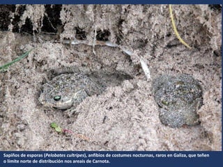 Sapiños de esporas (Pelobates cultripes), anfibios de costumes nocturnas, raros en Galiza, que teñen
o límite norte de distribución nos areais de Carnota.
 