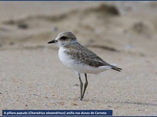 A píllara papuda (Charadrius alexandrinus) aniña nas dunas de Carnota
 