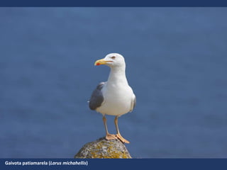 Gaivota patiamarela (Larus michahellis)
 