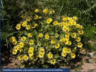 Arctotheca calendula, unha especie invasora orixinaria de Sudáfrica
 