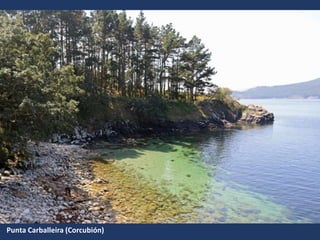 Punta Carballeira (Corcubión)
 