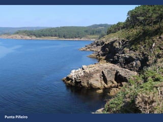 Punta Piñeiro
 
