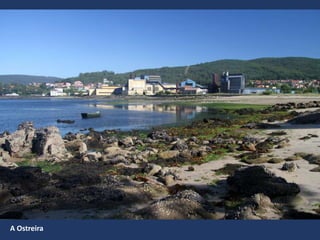 A Ostreira
 