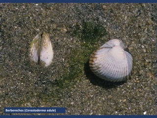 Berberechos (Cerastoderma edule)
 